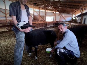 Yılda 2,5 Ay Sağım Yapıyor Taleplere Yetişemiyor