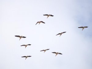 Onlarca Leylek Gökyüzünü Renklendirdi