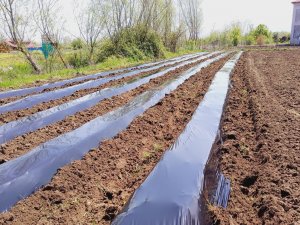 Samsun’da Çilek Üretimi Yaygınlaşıyor
