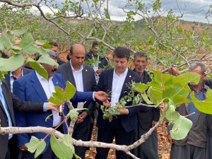 Milletvekili Tutdere: “Dolu Afetinden Dolayı Ağaçlarda Dal, Ekinlerde Başak Kalmadı”