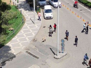 Vatandaşa Saldıran Sokak Köpekleri Belediye Tarafından Toplatıldı