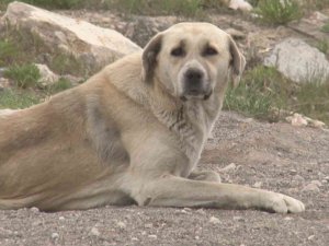Başkentteki Başıboş Köpek Saldırısında Yeni Görüntüler Ortaya Çıktı