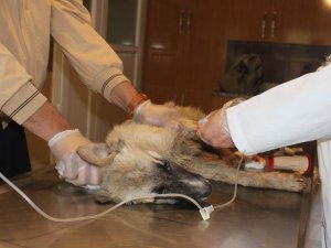 Caniler Köpekleri Tarım İlacıyla Zehirlemiş