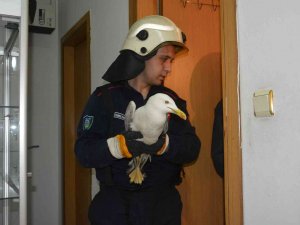 Sesi Duyan İş Yeri Çalışanları Martı İçin Seferber Oldu