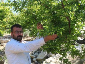 Mersin’de Erik Altın Yılını Yaşıyor