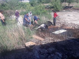 Balçığa Saplanan İneği İtfaiye Kurtardı