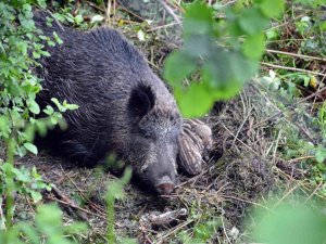 Yabani Domuz Ve Yavrularına Köylüler Sahip Çıktı