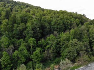 Zonguldak Ormanları Baharda Görenleri Hayran Bırakıyor