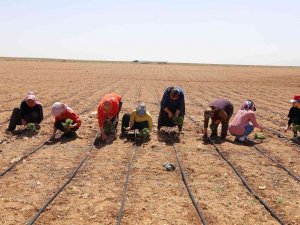 Başkan Altay: “Kıraç Arazileri Kekik Ve Adaçayı İle Üretime Kazandırıyoruz”