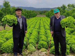 Marul Tarlada 2 Lira Tezgahta 10 Lira