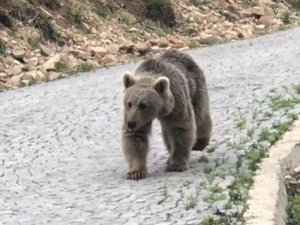 Trabzonlu Vatandaş Yolda Yavru Ayı Gördü, O Anlar İzleyenleri Gülümsetti