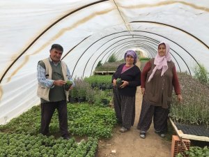 Havalar Isındı, Fideye Talep Arttı