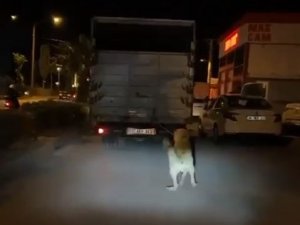 Köpeği Kamyonun Arkasına Bağlayan Vicdansız Sürücü Pes Dedirtti