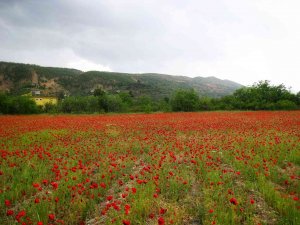 Gelincikler Tarlaları Süsledi