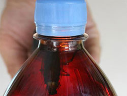 Cola şişesinde hamam böceği çıktı