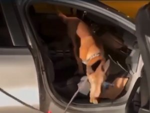 Afyonkarahisar Emniyeti’nde Görevli Narkotik Köpeği "Coo" Ayın Birincisi Seçildi
