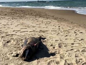 Sakarya’da Ölü Yunus Balığı Karaya Vurdu
