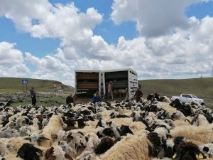 Muhtarın Öldürüldüğü Sürü Kavgası Sonrası 4 Bin 500 Küçükbaş İlçe Dışına Taşındı