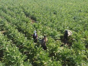 Enginar Hasadı Gecikmeli Başladı