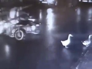 Kartal’da Pes Dedirten Hırsızlık: Ördekleri Çaldılar