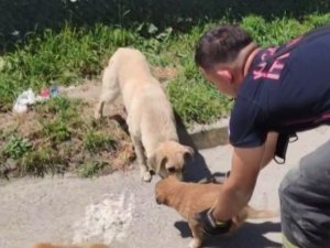 Yavrusu Kurtarılana Kadar Başında Bekledi