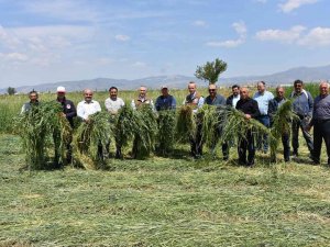 Salihli’de Yem Bitkisi Hasadı Gerçekleştirildi