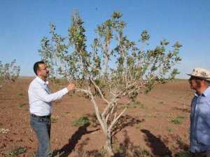 Bu Ürünün Ülke Ekonomisine Getirisi 5 Milyar Tl