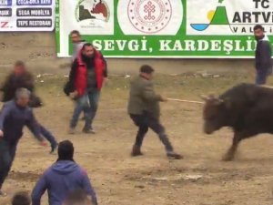 Boğayı Aralarına Alarak Şampiyonluğu Kutlamak İsterken Şampiyon Boğanın Hışmına Uğradılar