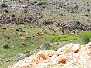 Kahramanmaraş’ta Sürüler Yaylalara Çıkmaya Başladı