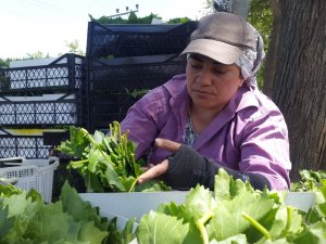 Meyvesinden Önce Yaprağı Gelir Kapısı Oldu