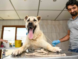 Kamyonetin Arkasında Sürüklenen Köpek Tedavi Altına Alındı