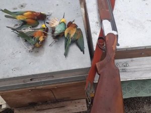 Koruma Altındaki Arı Kuşlarını Öldüren Kişiye 8 Bin Lira Ceza