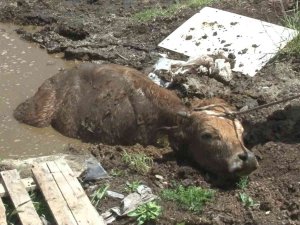 Bataklığa Saplanan İnek Ve Yavrusunu İtfaiye Kurtardı