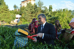 Rize’de Çay Toplama Ücreti 70 TL Olarak Belirlendi