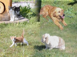 Kütahya’da 4 Ayda Bin 150 Sokak Köpeği Kısırlaştırıldı