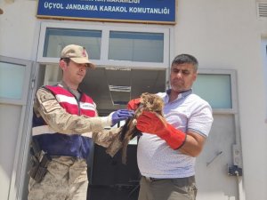 Mardin’de Yaralı Şahin Koruma Altına Alındı