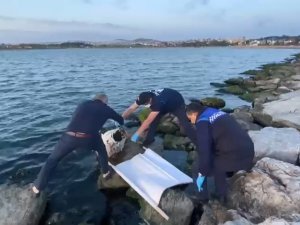 İ̇zmit Körfezi’ne 50 Yıl Sonra Dev Orkinos Balığı Vurdu