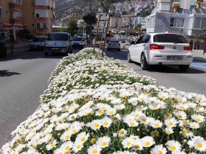 630 Bin Çiçekle Alanya Rengarenk Olacak