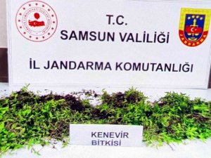 Jandarma 8 Bin 758 Kök Kenevir Bitkisi Ele Geçirdi