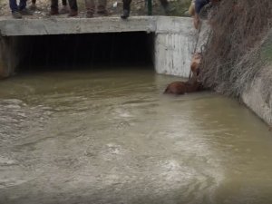 Sulama Kanalına Düşen Hayvanlar Kurtarıldı