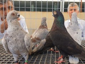 Denizli Irkı ‘Tokur’ Güvercinler Podyuma Çıktı