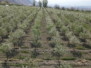 Erzincan’da Beyaz Gelinliği Giyinen Vişne Bahçeleri Kontrol Ediliyor