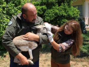 Yaşadığı Bölgeden 450 Kilometre Uzakta Bulundu
