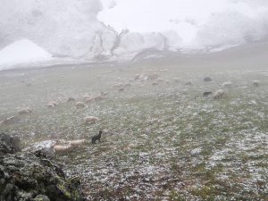 Bayburt - Trabzon Arasındaki Yaylalarda Kar Yağışı