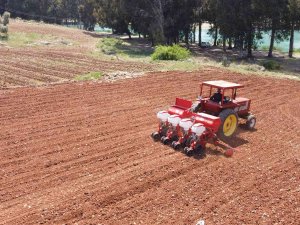 Tarsus Belediyesinden Hayvan Besicilerine Silajlık Mısır Desteği