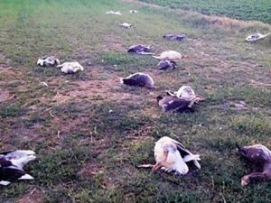 Chp’li Başkanın 40 Kazı Öldürdüğü İddiasıyla Açılan Dava Ertelendi