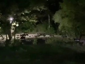 Domuz Sürüsü Tabiat Parkına İndi