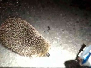 Kafasını Ayran Kutusuna Sıkıştıran Yavru Kirpiyi Kurtardı