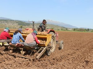 Coğrafi İşaretli Bolu Patatesi Toprakla Buluştu