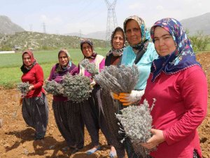 Kadınlar Dikiyor, Anadolu Lavanta Kokuyor